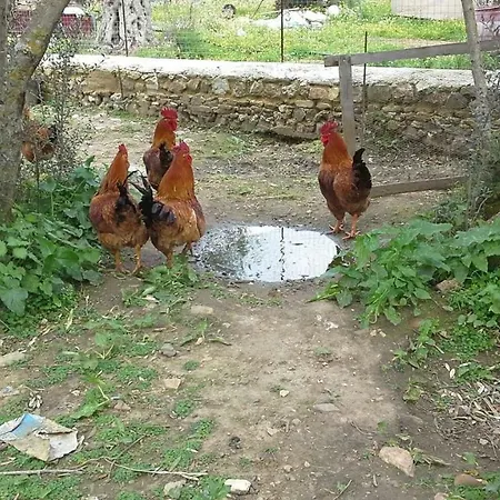 Xenios Zeus Fournario Dhamarionas